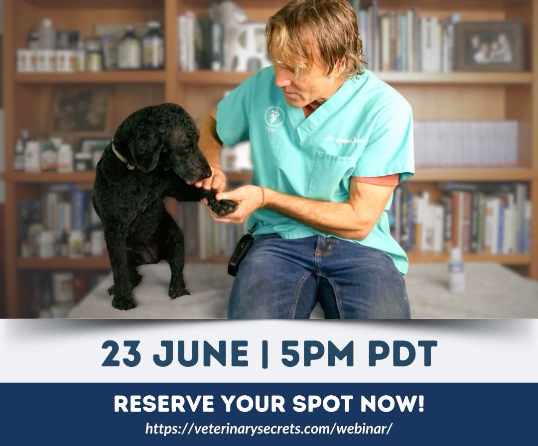 Webinar graphic for Free Cat Health Webinar