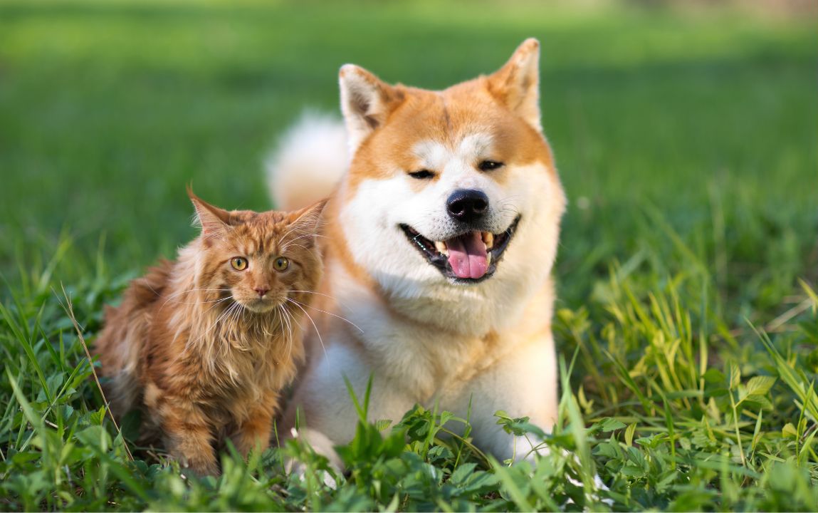 Pet Health & Wellness with Dr. Andrew Jones DVM
