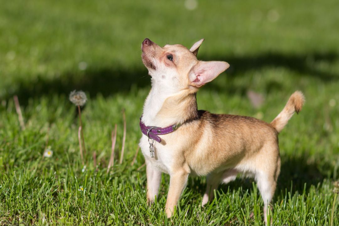 Pet Health & Wellness with Dr. Andrew Jones DVM